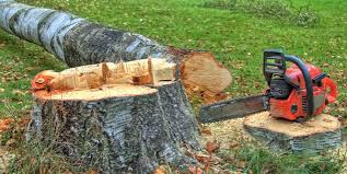 Best Tree Trimming and Pruning  in Gatlinburg, TN