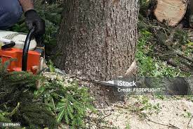 Best Root Management and Removal  in Gatlinburg, TN