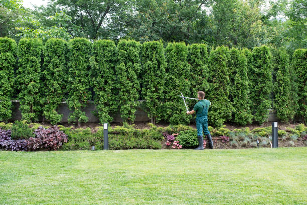 Best Lawn Renovation and Restoration  in Gatlinburg, TN