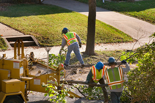 Gatlinburg, TN Tree Removal Company