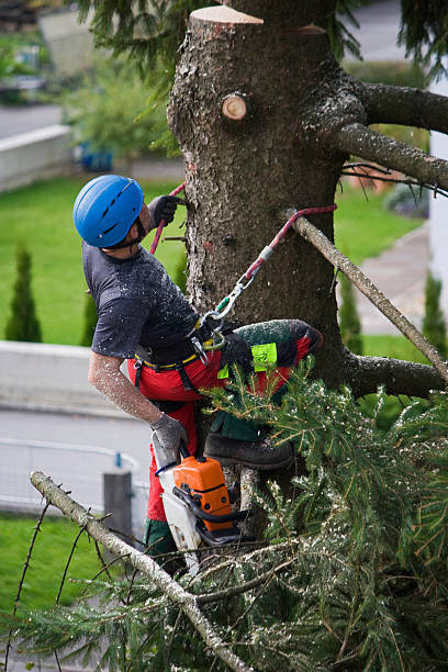 Best Commercial Tree Services  in Gatlinburg, TN