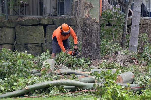 Best Tree Removal  in Gatlinburg, TN