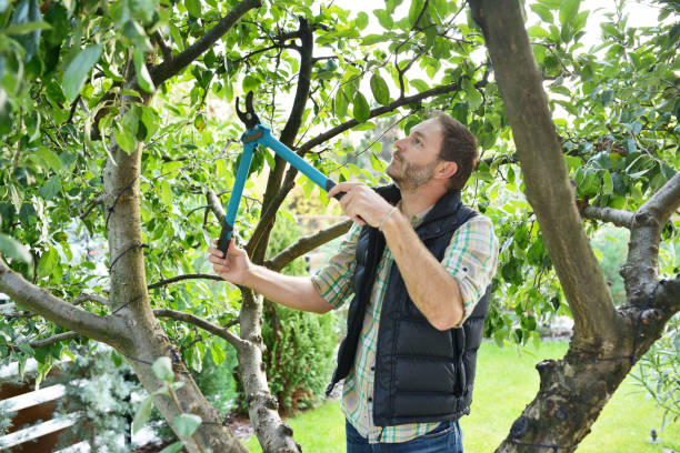Best Pest Control for Lawns  in Gatlinburg, TN